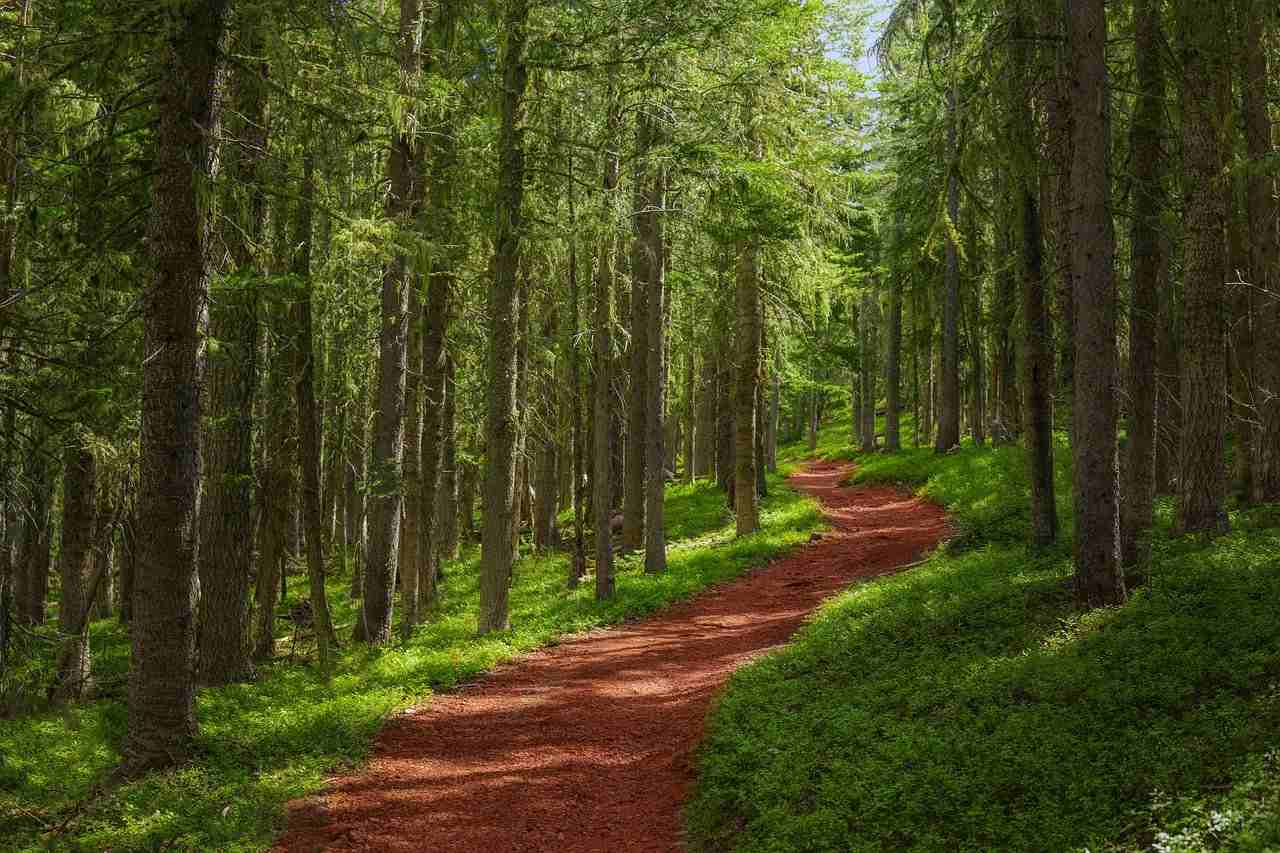 jalan menuju hutan pinus